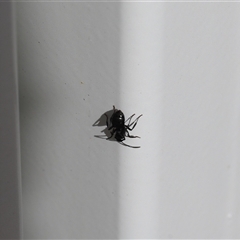 Formicidae (family) (Unidentified ant) at Lyons, ACT - 7 Sep 2025 by ran452