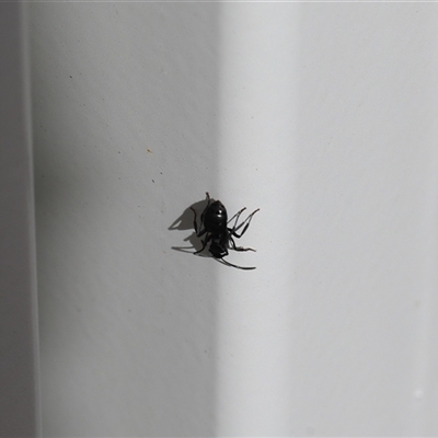 Formicidae (family) (Unidentified ant) at Lyons, ACT - 7 Sep 2025 by ran452