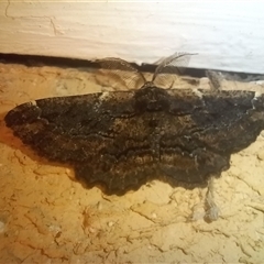 Pholodes sinistraria (Sinister or Frilled Bark Moth) at Latham, ACT - 6 Sep 2025 by rjwhite