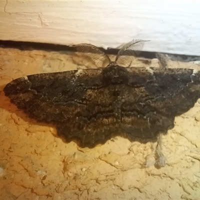 Pholodes sinistraria (Sinister or Frilled Bark Moth) at Latham, ACT - 6 Sep 2025 by rjwhite