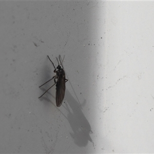 Sciaroidea sp. (Superfamily) (A fungus gnat or gall midge) at Lyons, ACT - 7 Sep 2025 by ran452
