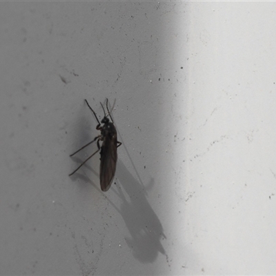 Sciaroidea sp. (Superfamily) (A fungus gnat or gall midge) at Lyons, ACT - 7 Sep 2025 by ran452