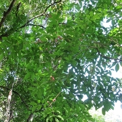 Goniocheton arborescens at Syndicate, QLD - 4 Mar 2015 by JasonPStewart