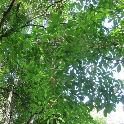 Goniocheton arborescens at Syndicate, QLD - 4 Mar 2015 by JasonPStewart