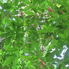 Goniocheton arborescens at Syndicate, QLD - 4 Mar 2015 08:49 AM