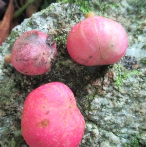 Goniocheton arborescens at Syndicate, QLD - 4 Mar 2015 08:49 AM