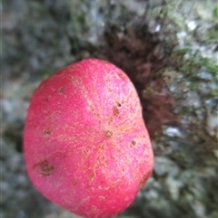 Goniocheton arborescens at Syndicate, QLD - 4 Mar 2015 08:49 AM