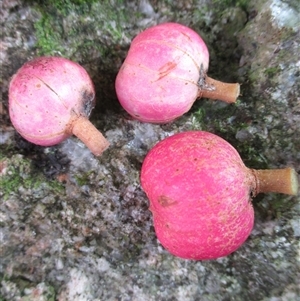 Goniocheton arborescens at Syndicate, QLD - 4 Mar 2015 08:49 AM