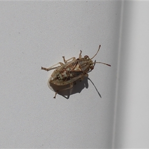 Germalus victoriae (A seed bug) at Lyons, ACT - 7 Sep 2025 by ran452