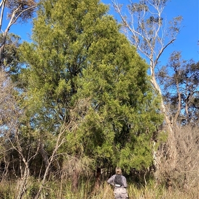 Exocarpos cupressiformis at Gherang, VIC - 5 Sep 2025 by WendyEM