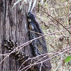 Varanus varius (Lace Monitor) at Bungonia, NSW - 7 Sep 2025 by trevorpreston