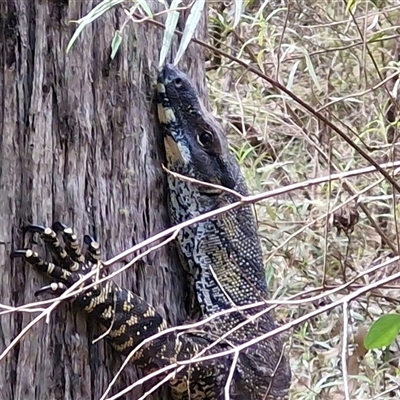 Varanus varius (Lace Monitor) at Bungonia, NSW - 7 Sep 2025 by trevorpreston