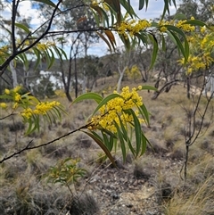 Acacia rubida (Red-stemmed Wattle, Red-leaved Wattle) at Captains Flat, NSW - 7 Sep 2025 by Csteele4