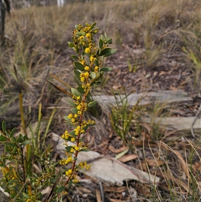 Acacia buxifolia subsp. buxifolia (Box-leaf Wattle) at Captains Flat, NSW - 7 Sep 2025 by Csteele4