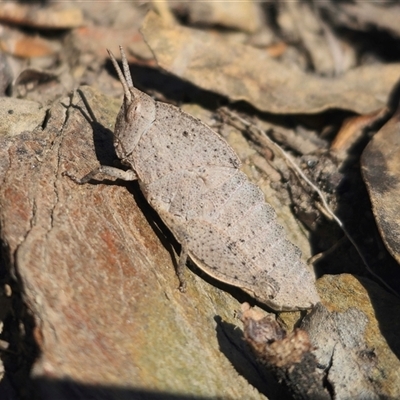 Goniaea australasiae (Gumleaf grasshopper) at Captains Flat, NSW - 6 Sep 2025 by Csteele4