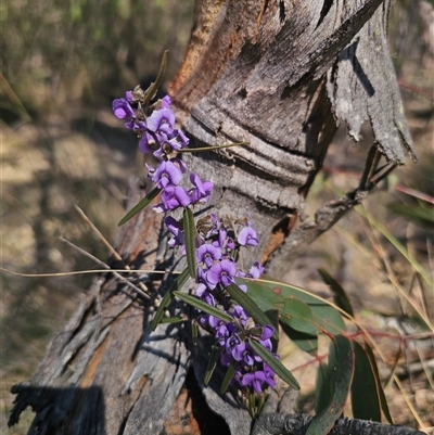 Hovea heterophylla (Common Hovea) at Captains Flat, NSW - 6 Sep 2025 by Csteele4