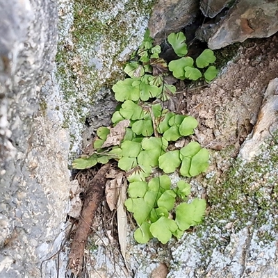 Adiantum aethiopicum (Common Maidenhair Fern) at Bungonia, NSW - 7 Sep 2025 by trevorpreston
