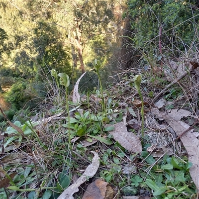 Pterostylis curta (Blunt Greenhood) at Araluen, NSW - 6 Sep 2025 by Liam.m