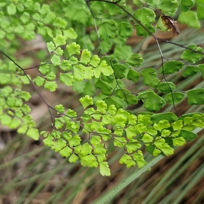 Adiantum aethiopicum (Common Maidenhair Fern) at Bungonia, NSW - 7 Sep 2025 by trevorpreston
