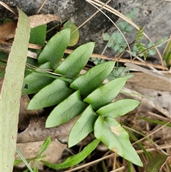 Pellaea calidirupium (Hot Rock Fern) at Bungonia, NSW - 7 Sep 2025 by trevorpreston