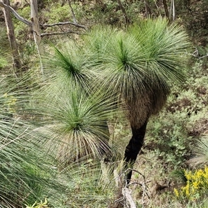 Xanthorrhoea glauca subsp. angustifolia (Grey Grass-tree) at Bungonia, NSW - 7 Sep 2025 by trevorpreston