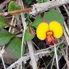 Bossiaea buxifolia (Matted Bossiaea) at Bungonia, NSW - 7 Sep 2025 by trevorpreston