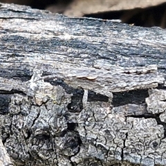 Coryphistes ruricola (Bark-mimicking Grasshopper) at Bungonia, NSW - 7 Sep 2025 by trevorpreston