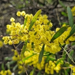 Acacia amoena (Boomerang Wattle) at Bungonia, NSW - 7 Sep 2025 by trevorpreston