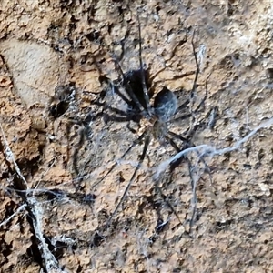 Stiphidion facetum (Hammock-web Spider) at Bungonia, NSW - 7 Sep 2025 by trevorpreston