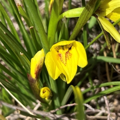 Diuris chryseopsis (Golden Moth) at Hall, ACT - 7 Sep 2025 by strigo