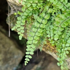 Asplenium trichomanes (Common Spleenwort) at Bungonia, NSW - 7 Sep 2025 by trevorpreston