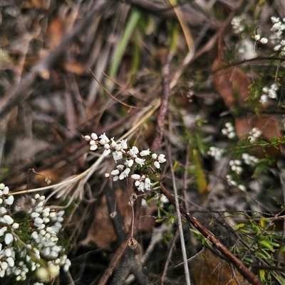Cryptandra amara (Bitter Cryptandra) at Captains Flat, NSW - 7 Sep 2025 by Csteele4