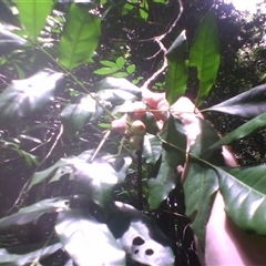 Goniocheton arborescens at Syndicate, QLD - 13 Mar 2014 by JasonPStewart