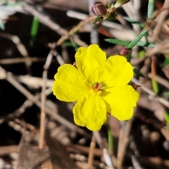 Hibbertia acicularis (Prickly Guinea-flower) at Bungonia, NSW - 7 Sep 2025 by trevorpreston