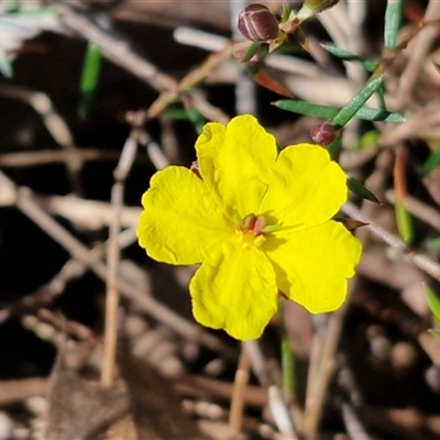 Hibbertia acicularis (Prickly Guinea-flower) at Bungonia, NSW - 7 Sep 2025 by trevorpreston