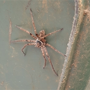 Heteropoda sp. (genus) (Huntsman spider) by MazzV