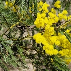 Acacia decurrens (Green Wattle) at Bungonia, NSW - 7 Sep 2025 by trevorpreston