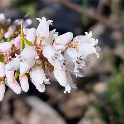Lissanthe strigosa subsp. subulata (Peach Heath) at Bungonia, NSW - 7 Sep 2025 by trevorpreston