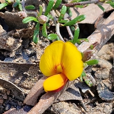 Pultenaea microphylla (Egg and Bacon Pea) at Bungonia, NSW - 7 Sep 2025 by trevorpreston
