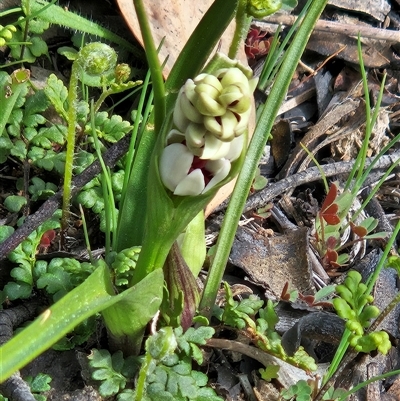 Wurmbea dioica subsp. dioica (Early Nancy) at Hawker, ACT - 7 Sep 2025 by sangio7