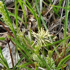 Carex breviculmis (Short-Stem Sedge) at Hawker, ACT - 7 Sep 2025 by sangio7