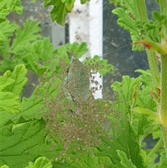 Araneae (order) (Unidentified spider) by MazzV