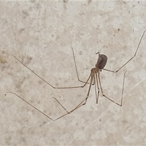 Pholcus phalangioides (Daddy-long-legs spider) by MazzV