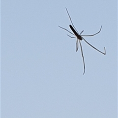 Tetragnathidae (family) (Long-jawed orb weavers) by MazzV