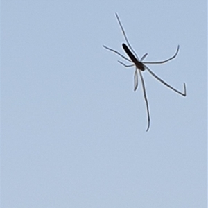Tetragnathidae (family) (Long-jawed orb weavers) by MazzV