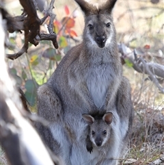 Notamacropus rufogriseus (Red-necked Wallaby) at Throsby, ACT - 4 Sep 2025 by TimL
