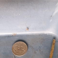 Pholcus phalangioides (Daddy-long-legs spider) at Copmanhurst, NSW - 3 Apr 2025 by MazzV