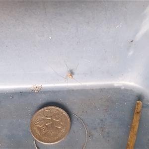 Pholcus phalangioides (Daddy-long-legs spider) by MazzV