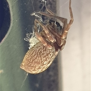 Badumna (genus) (Lattice-web spider) at Copmanhurst, NSW - 5 Apr 2025 by MazzV