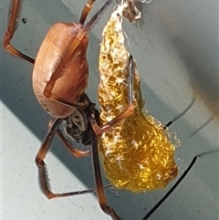 Trichonephila edulis (Golden orb weaver) by MazzV